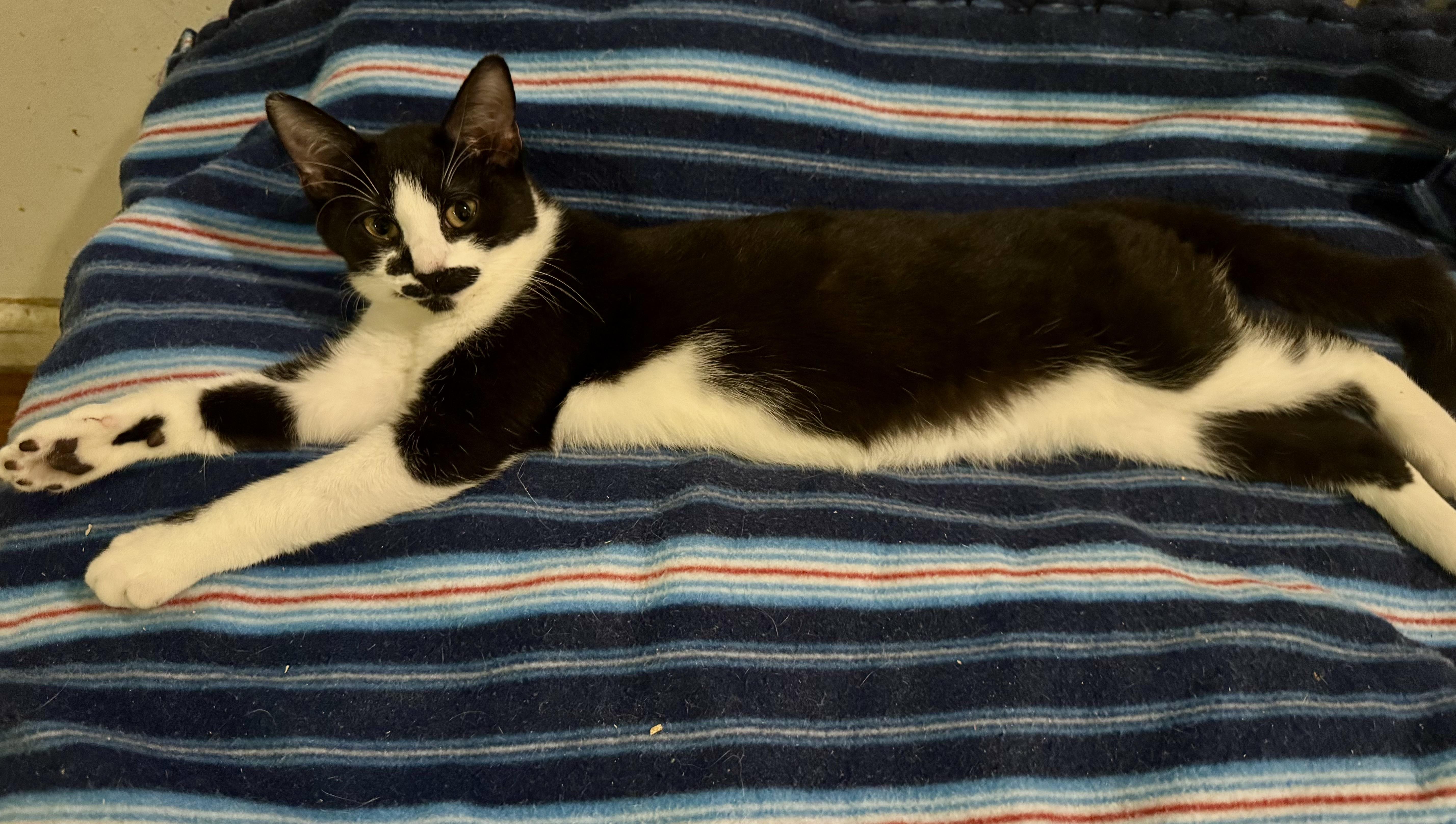 A baby medium-sized female Tuxedo cat named Iris for adoption in Churchville, PA
