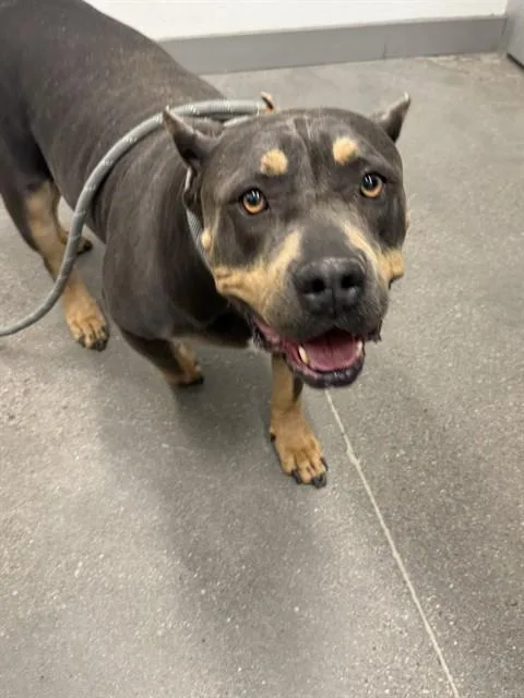 An adult large-sized female Pit Bull Terrier dog named Wednesday for adoption in Mesa, AZ