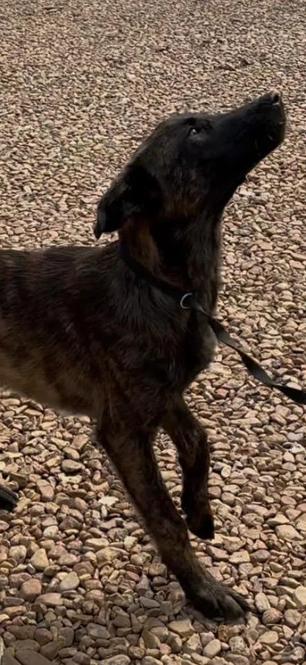 Rocky