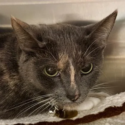 An adult medium-sized female Dilute Tortoiseshell Domestic Short Hair cat named Tahani for adoption in Lansing, MI