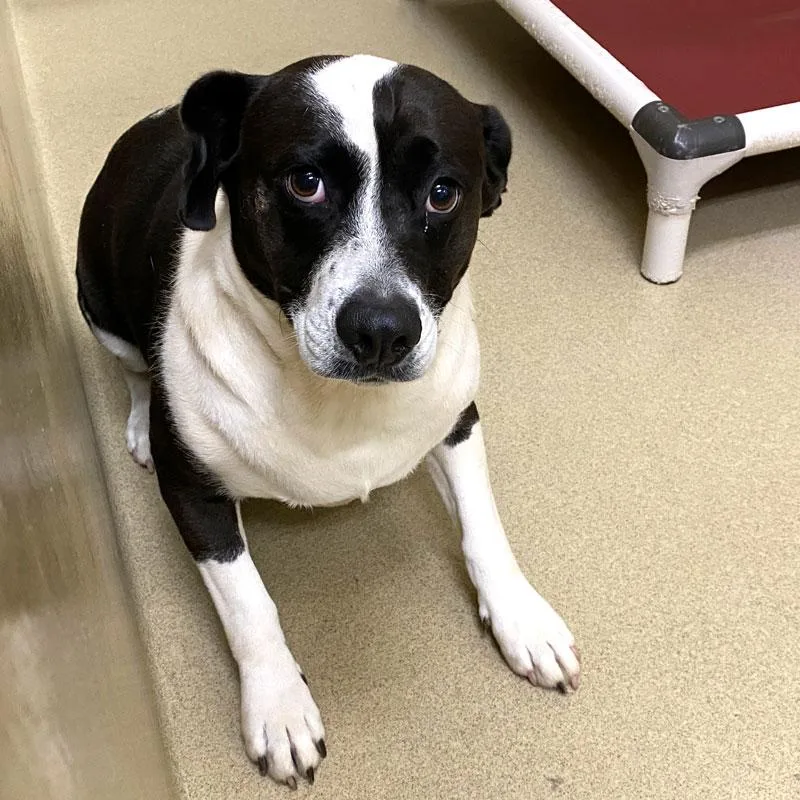 An adult medium-sized female Black Mixed Breed dog named Whoopsie Daisy for adoption in Monroe, GA