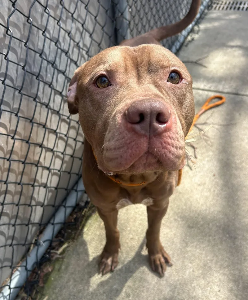 An adult medium-sized male Brown / Chocolate Pit Bull Terrier dog named Taurus for adoption in Chicago, IL