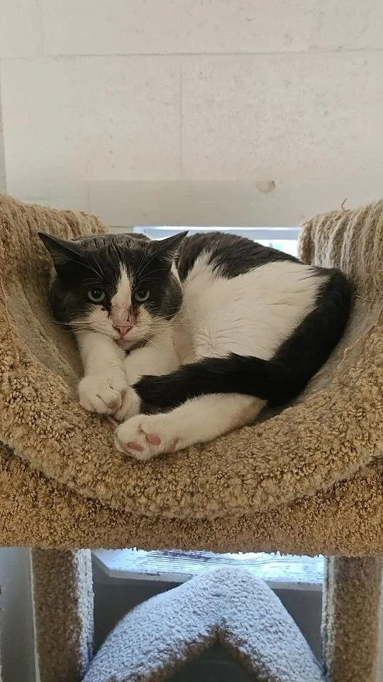 An adult medium-sized male Gray & White Domestic Short Hair cat named Teddy for adoption in Ontario, CA
