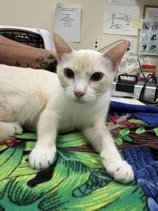 A young medium-sized female Orange & White Domestic Short Hair cat named Milkshake for adoption in Charleston, SC
