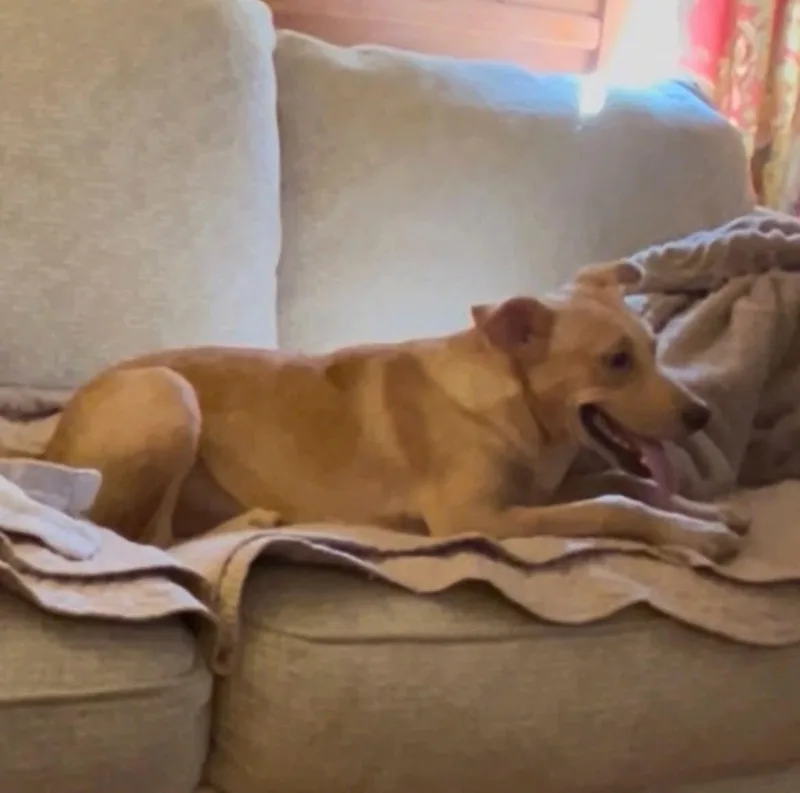 A young small-sized female Yellow Labrador Retriever dog named Amy for adoption in Danville, VT