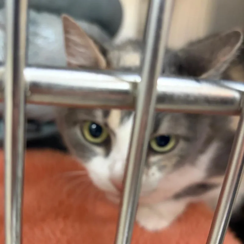 A senior small-sized female Tortoiseshell Domestic Short Hair cat named Layla for adoption in Palestine, TX