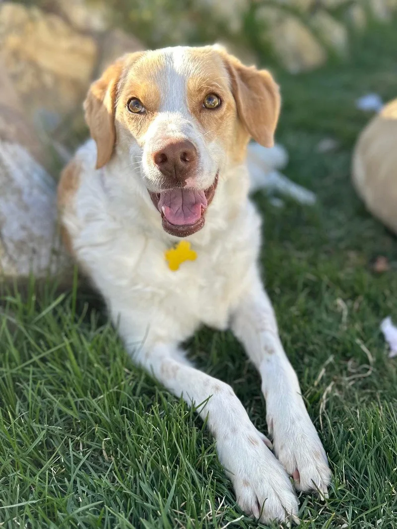An adult medium-sized female Border Collie dog named Willo for adoption in Salt Lake City, UT