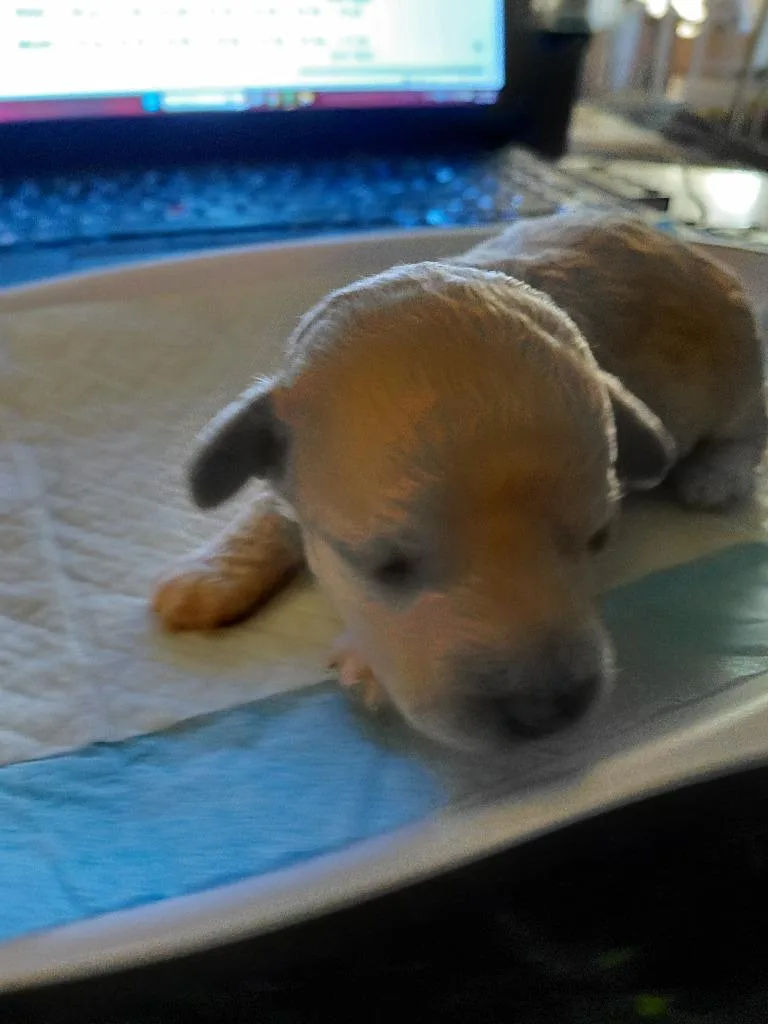 Cleo thumbnail 2