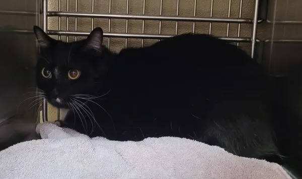 A young small-sized male Domestic Short Hair cat named Bibs for adoption in Vancouver, WA