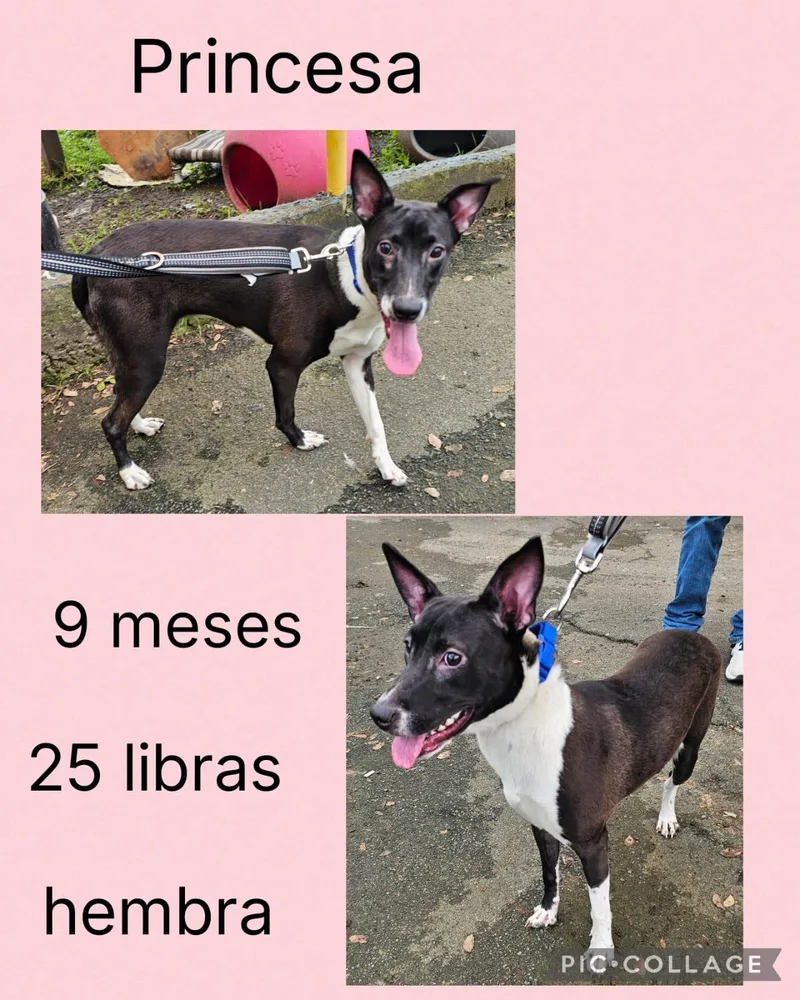 A young small-sized female Mixed Breed dog named Princesa for adoption in San Juan, PR