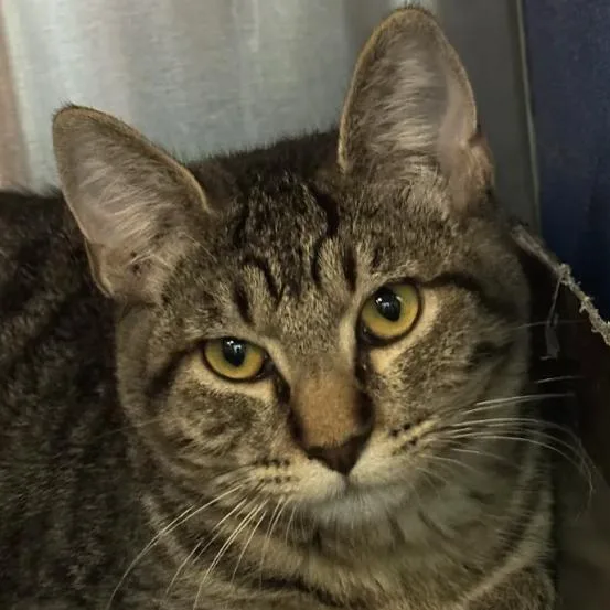 A young small-sized male Brown / Chocolate Domestic Short Hair cat named Star Search for adoption in Austin, TX