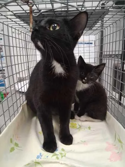 A baby small-sized female Domestic Short Hair cat named Otis for adoption in Sevierville, TN