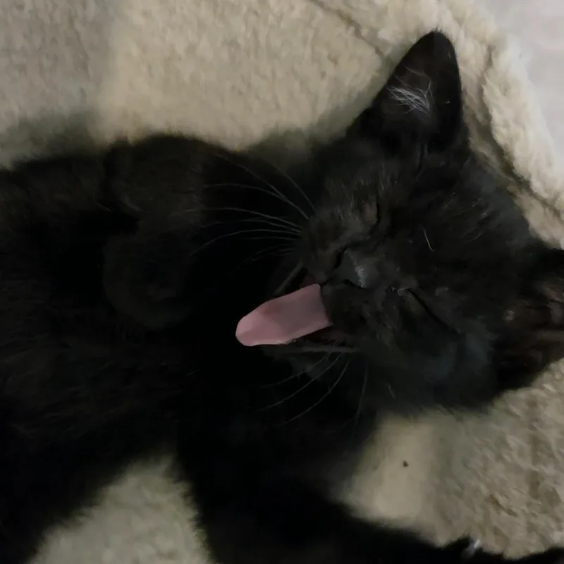 A baby medium-sized male Black Domestic Short Hair cat named Kendrick for adoption in Saint Paul, MN