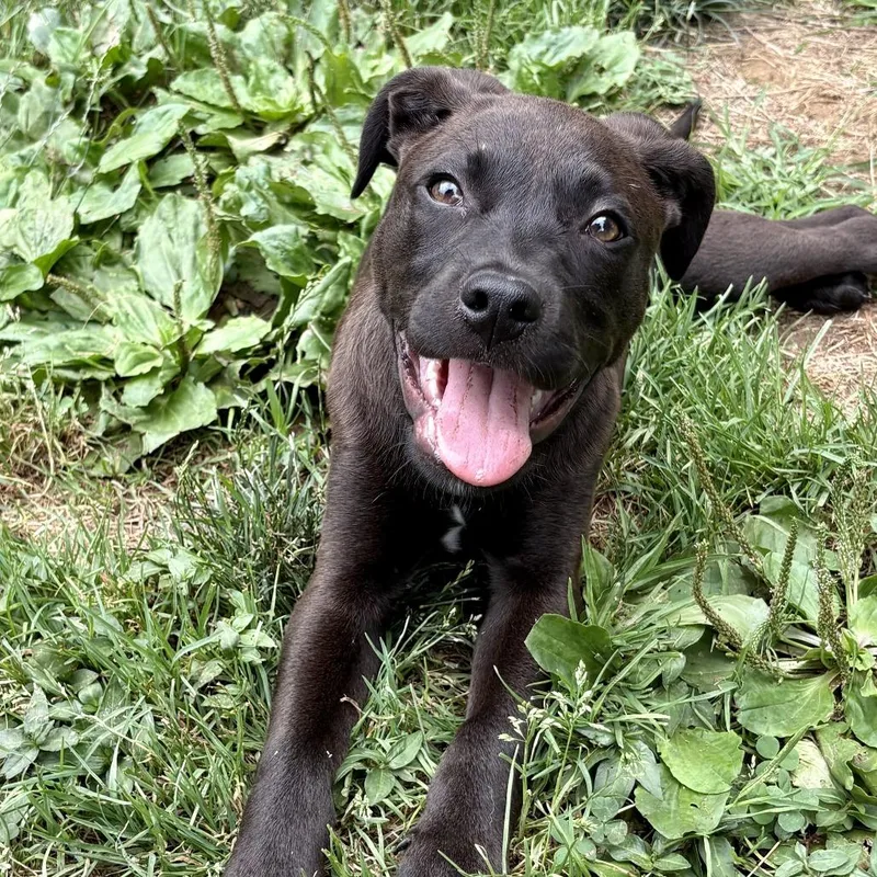 A baby small-sized male Black Mixed Breed dog named Georgie for adoption in Newark, DE