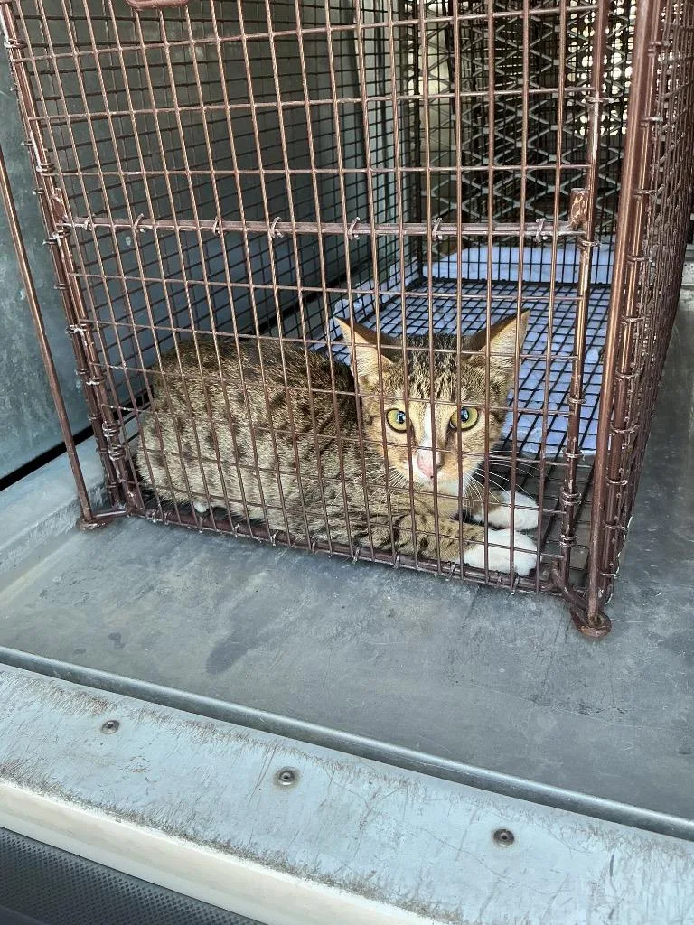 A young small-sized male Domestic Short Hair cat named Tom for adoption in New Braunfels, TX