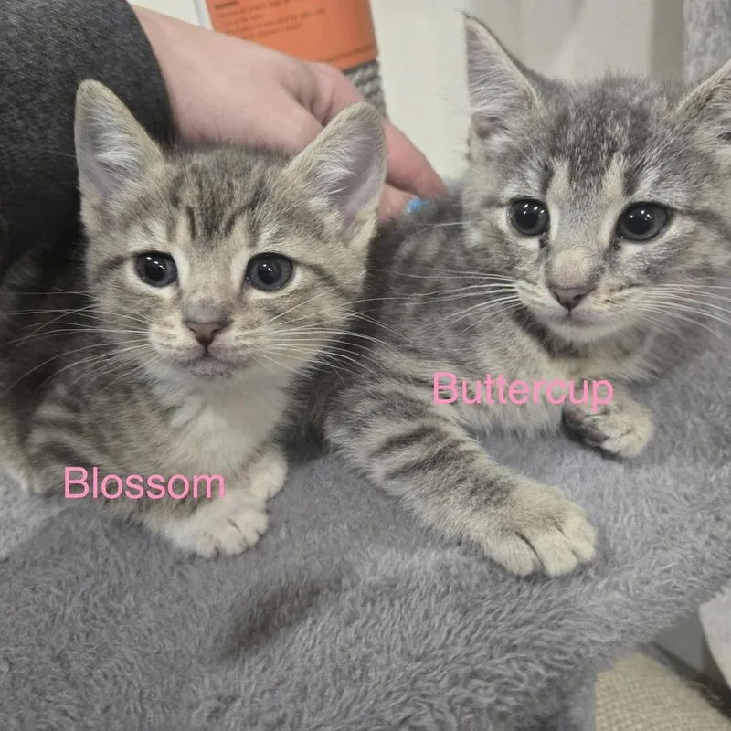 A baby small-sized female Gray & White Domestic Short Hair cat named Buttercup for adoption in Telford, PA