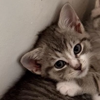 A baby medium-sized female Tabby (Gray / Blue / Silver) Domestic Short Hair cat named Ari for adoption in Nantucket, MA