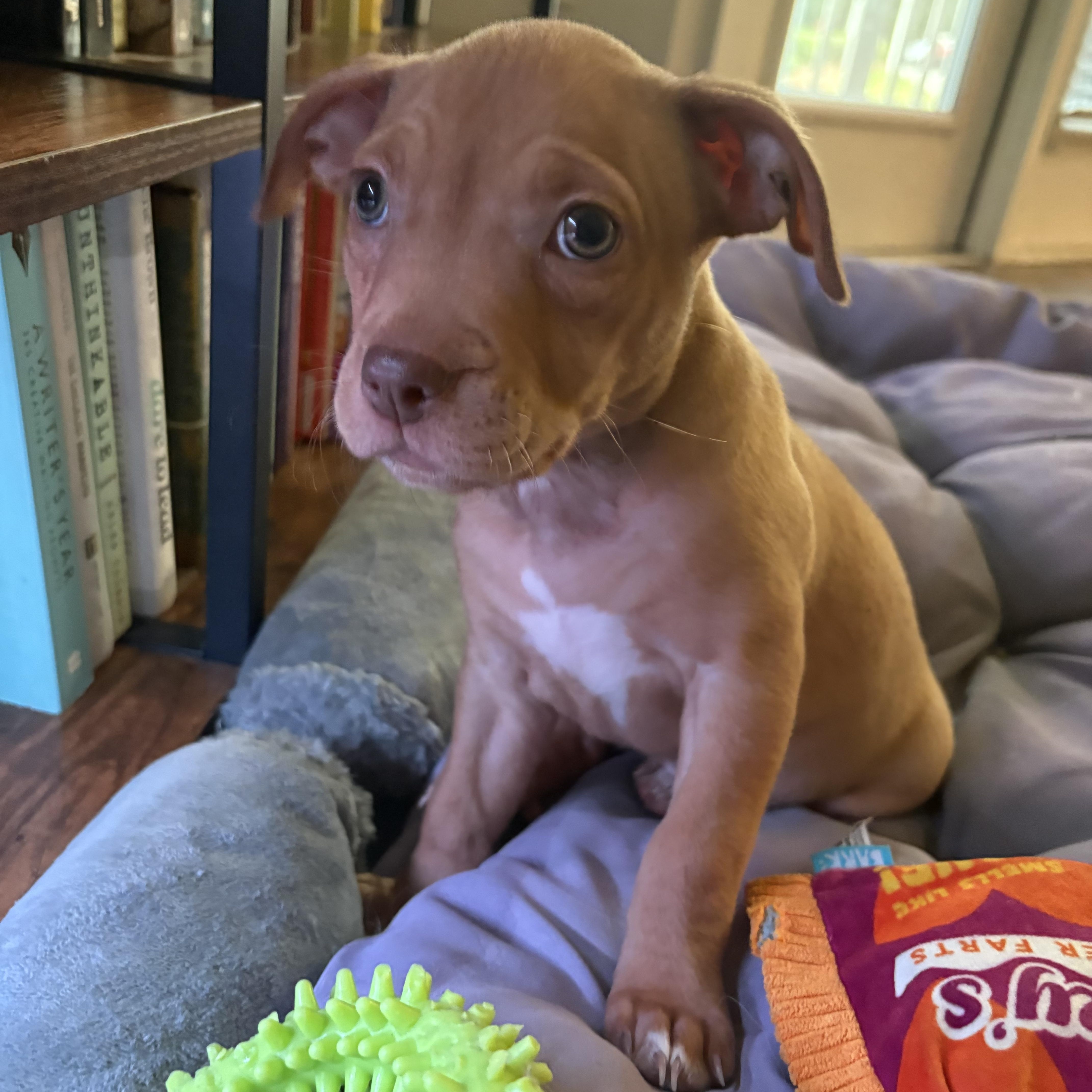 A baby medium-sized female Yellow / Tan / Blond / Fawn Mixed Breed dog named Crush for adoption in Charleston, SC