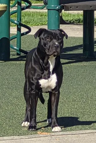 A young large-sized male Pit Bull Terrier dog named Michaeangelo for adoption in Dayton, OH