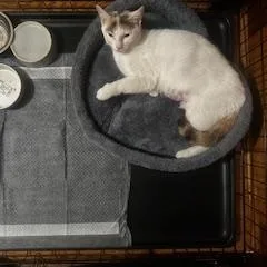An adult medium-sized female White Domestic Short Hair cat named Sophia for adoption in Pompton Lakes, NJ