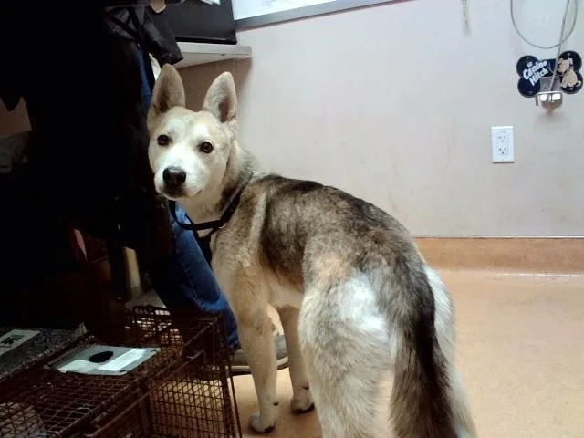 A young small-sized male Siberian Husky dog named Indiana for adoption in Martinez, CA