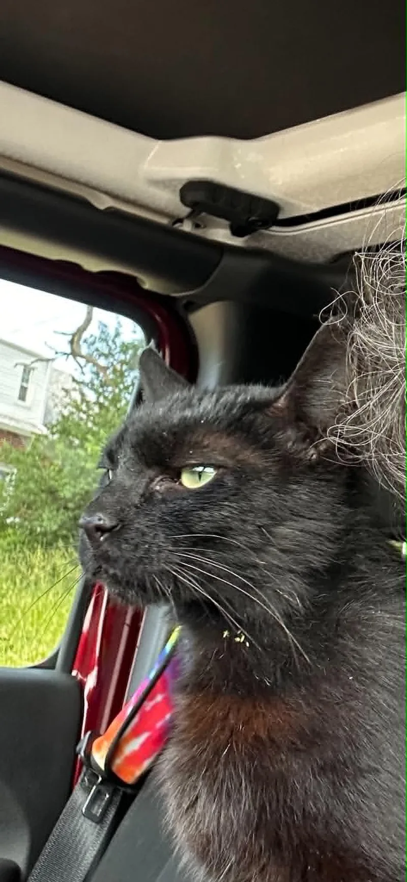 An adult medium-sized male Black Domestic Short Hair cat named Leroy for adoption in Cincinnati, OH