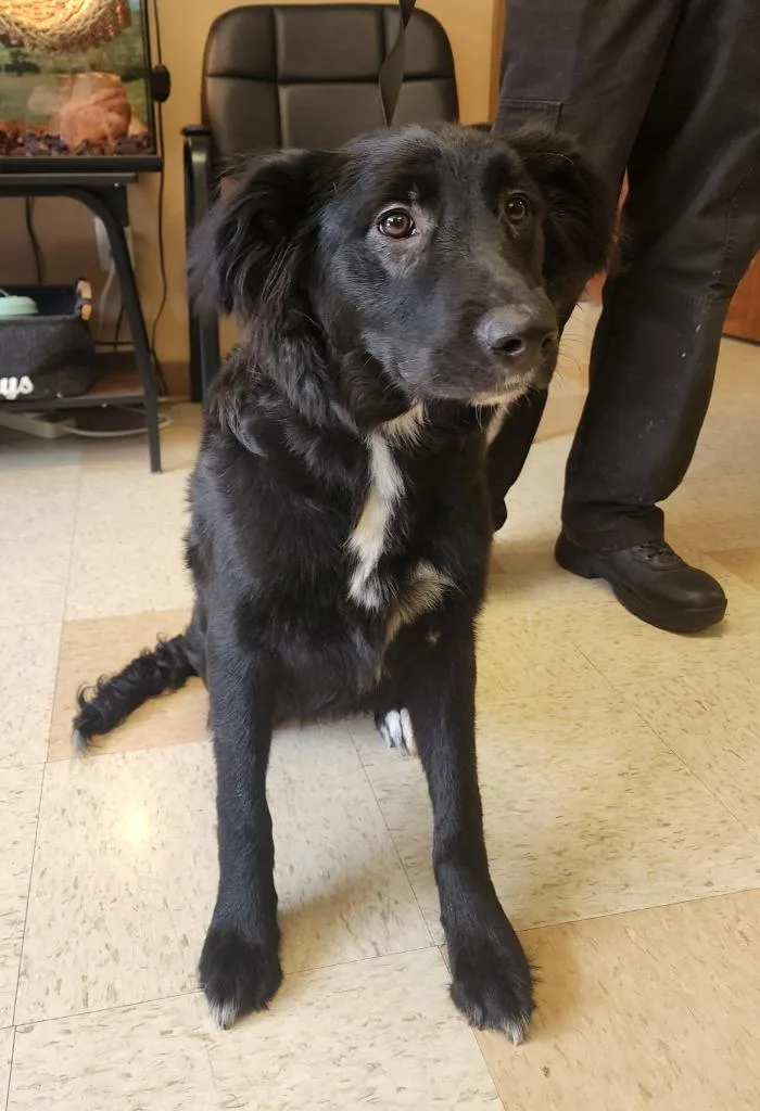 A young large-sized female Border Collie dog named Santina for adoption in Maumelle, AR