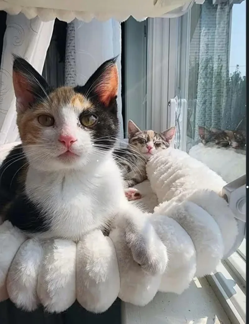 A baby medium-sized female Dilute Calico Domestic Short Hair cat named Ruby for adoption in Findlay, OH