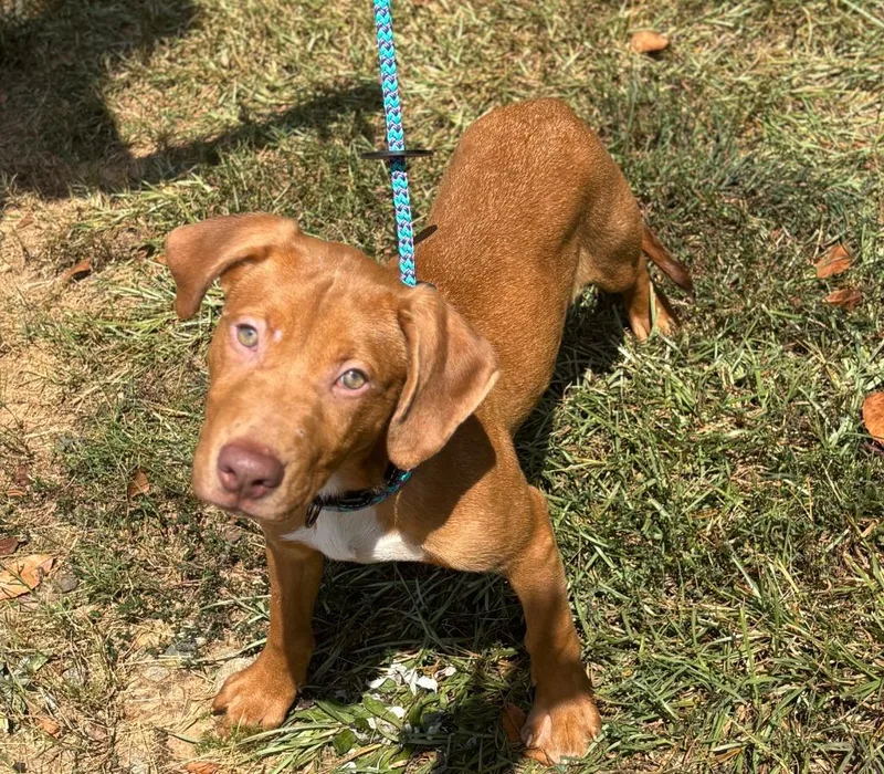 A baby medium-sized male Hound dog named Rambo for adoption in Madison, GA