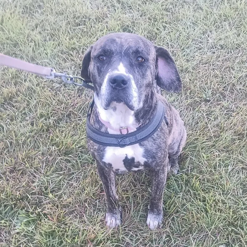An adult medium-sized female American Bully dog named Chong for adoption in Columbia, SC