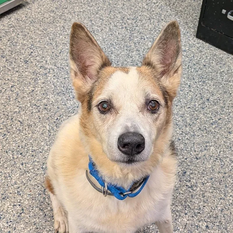 A senior large-sized male Yellow / Tan / Blond / Fawn Mixed Breed dog named Tucker for adoption in Dearborn, MI