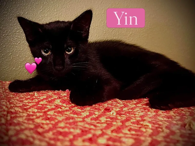 Yin & Yang
