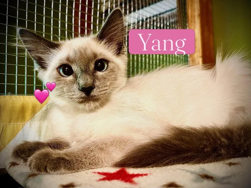 Yin & Yang  thumbnail 3