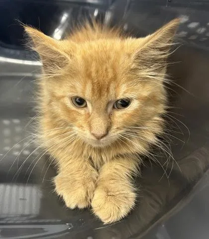 A baby small-sized female Domestic Short Hair cat named Crunch Wrap for adoption in West Chester, PA