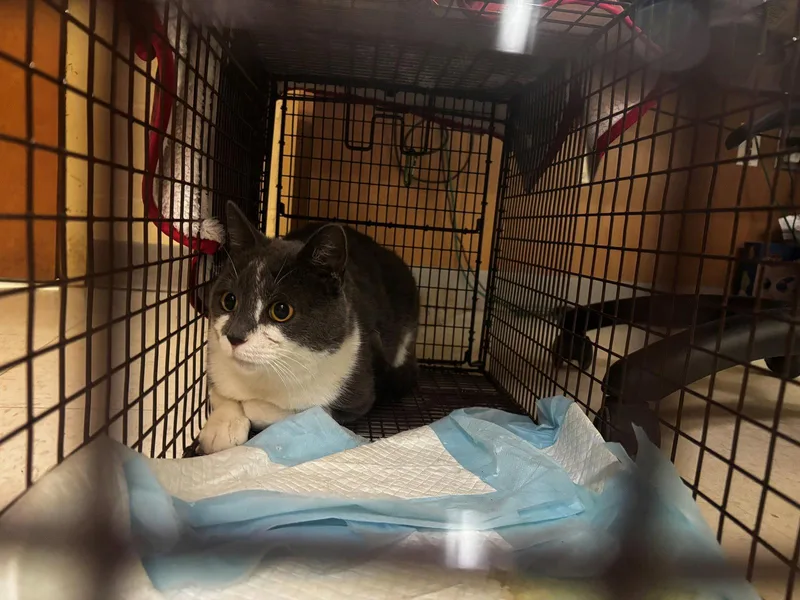 An adult medium-sized male Gray & White Domestic Short Hair cat named Love Bug for adoption in Herndon, VA