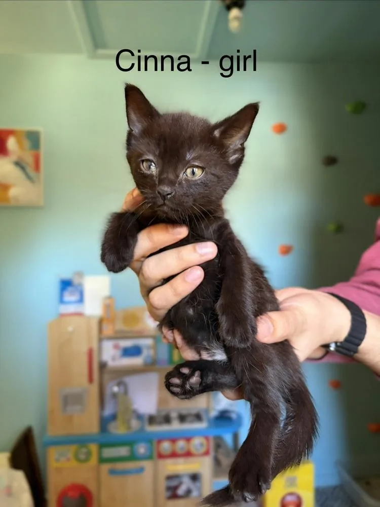 A baby medium-sized female Black Domestic Short Hair cat named Cinna for adoption in Clinton Township, MI
