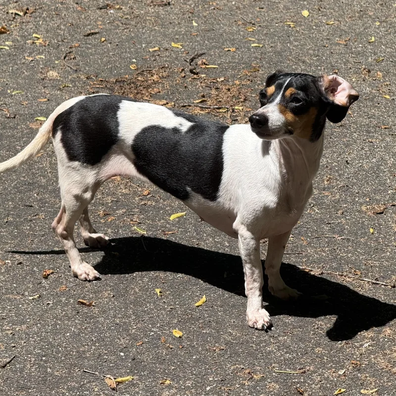 A young small-sized female Dachshund dog named Nellie for adoption in Richmond, VA