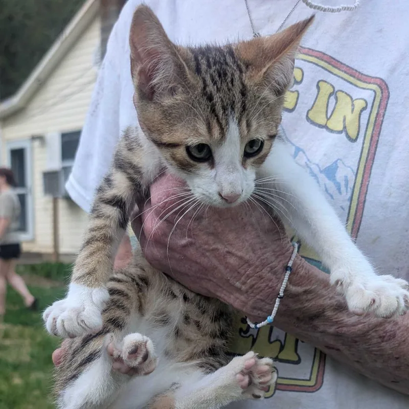 A baby small-sized male White Domestic Short Hair cat named Skipper for adoption in Jefferson city, TN