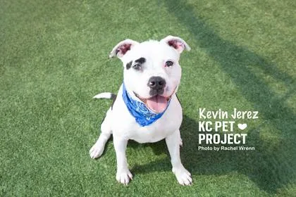 A young large-sized male Black Pit Bull Terrier dog named Kevin Jerez for adoption in Kansas City, MO