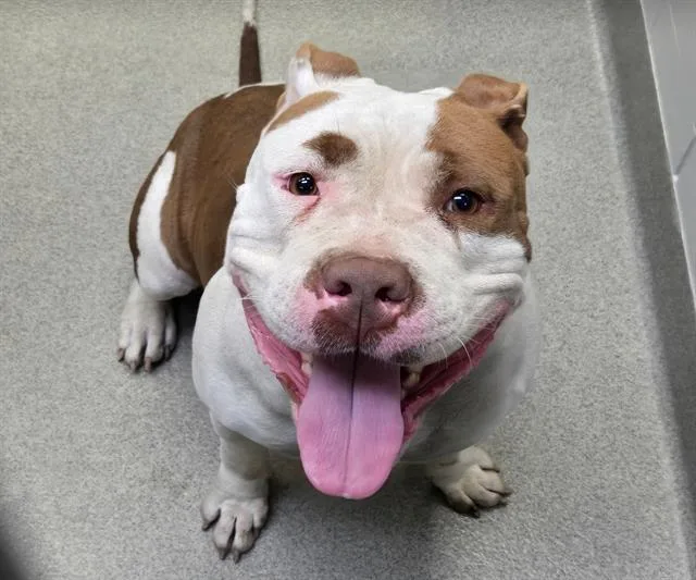 An adult large-sized female American Bulldog dog named Enya for adoption in Omaha, NE