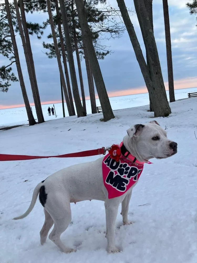 Snow White thumbnail 4