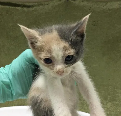A baby small-sized female Domestic Long Hair cat named Calipso for adoption in Riverside, CA
