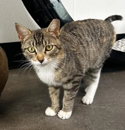 An adult small-sized female Domestic Short Hair cat named Whimsy for adoption in West Chester, PA