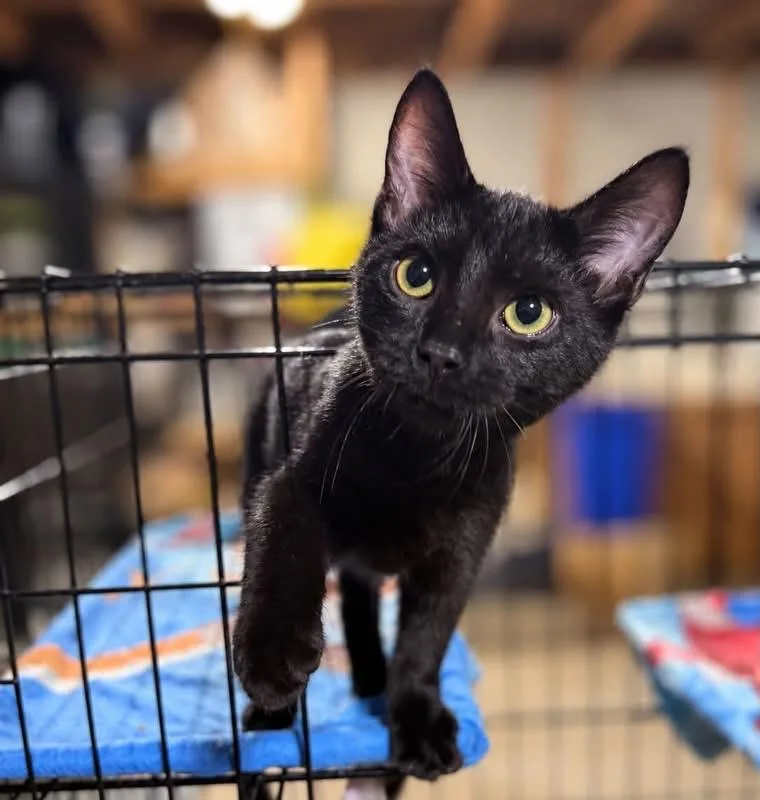 A baby medium-sized male Domestic Short Hair cat named Lex for adoption in Salamanca, NY