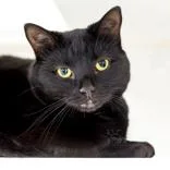An adult large-sized female Black Domestic Short Hair cat named Princess for adoption in Reisterstown, MD