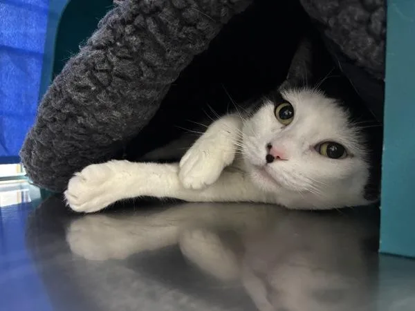 An adult small-sized female Domestic Short Hair cat named Loreal for adoption in Sherwood, OR