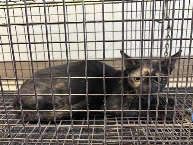 A young small-sized female Domestic Short Hair cat named Mabel for adoption in San Antonio, TX