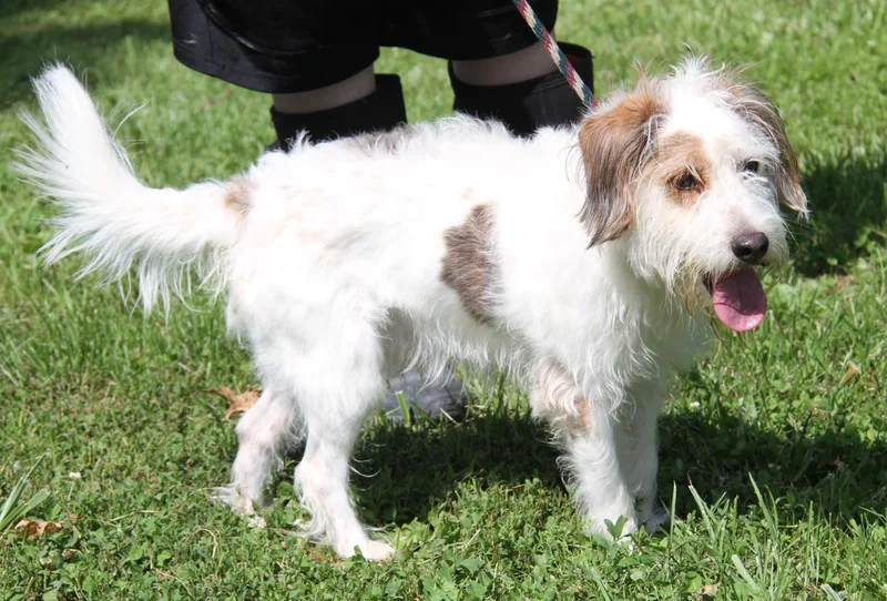 An adult medium-sized male White / Cream Terrier dog named Jeremiah for adoption in Marietta, OH