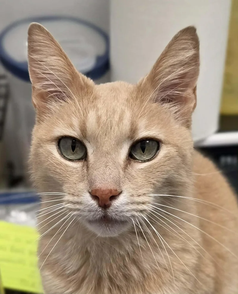 Richie Rich thumbnail 2