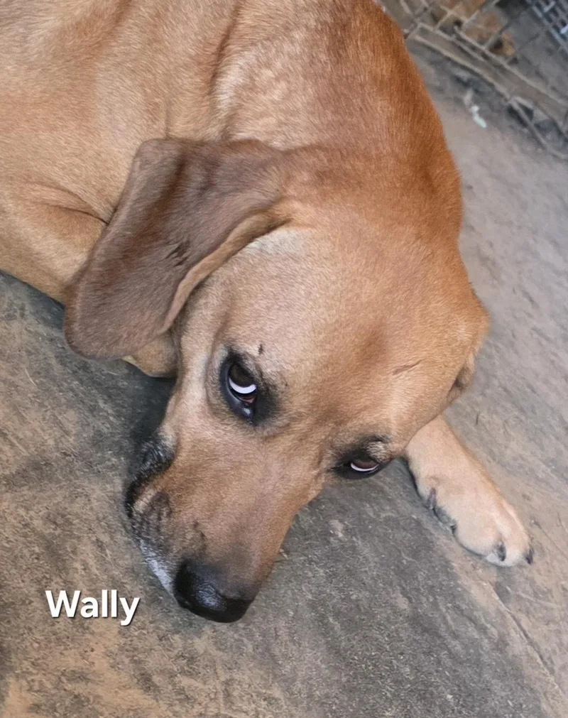 Wally thumbnail 2